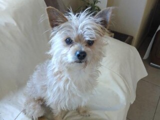 se-regalan-dos-perros-evita-que-se-lo-yeben-a-la-perrera-en-aguascalientes-clasf-animales