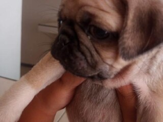 venta-de-cachorros-pug-en-ecatepec-de-morelos-clasf-animales