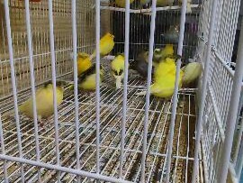 vendo-canarios-gloster-2024-y-listo-para-la-temporada-ecatepec-listos-para-reproducir-en-ecatepec-de-morelos-clasf-animales