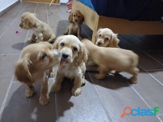 cachorritos-cocker-spaniel-dos-mese-en-ecatepec-de-morelos-clasf-animales
