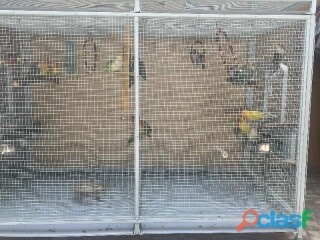 vendo-aves-varias-en-ecatepec-de-morelos-clasf-animales