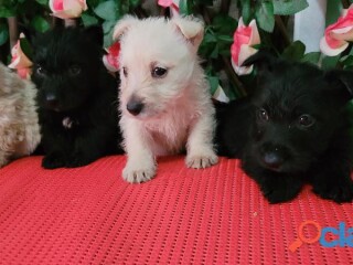escoces-terrier-en-ecatepec-de-morelos-clasf-animales