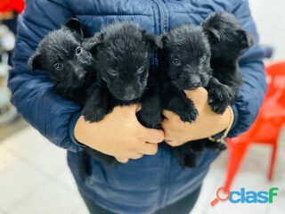 scottish-terrier-escoces-en-ecatepec-de-morelos-clasf-animales