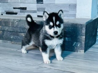 hermosos-cachorros-husky-siberiano-en-ecatepec-de-morelos-clasf-animales