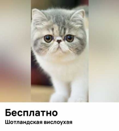 besplatno-kosecku-v-dobrye-ruki-v-moskve-predlozenie-uslugi-v-obieiavlenii-u27739472-na-baraxlanet-big-2