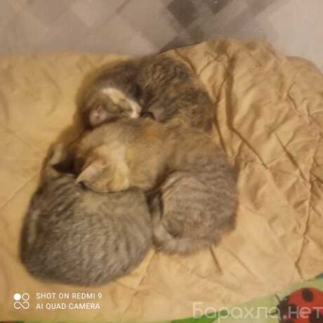 otdam-kotiat-v-dobrye-ruki-besplatno-v-engelse-predlozenie-uslugi-v-obieiavlenii-u27674516-na-baraxlanet-big-3