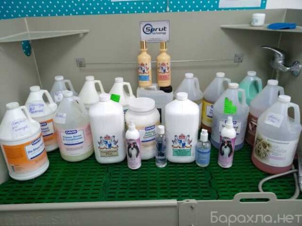 otdam-kotiat-v-dobrye-ruki-besplatno-v-engelse-predlozenie-uslugi-v-obieiavlenii-u27674516-na-baraxlanet-big-1
