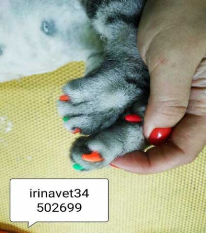 strizka-kosek-professionalno-v-volgograde-predlozenie-uslugi-v-obieiavlenii-u4363600-1250994-na-baraxlanet-big-4