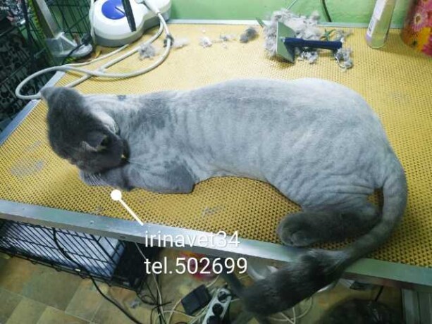 strizka-kosek-professionalno-v-volgograde-predlozenie-uslugi-v-obieiavlenii-u4363600-1250994-na-baraxlanet-big-1