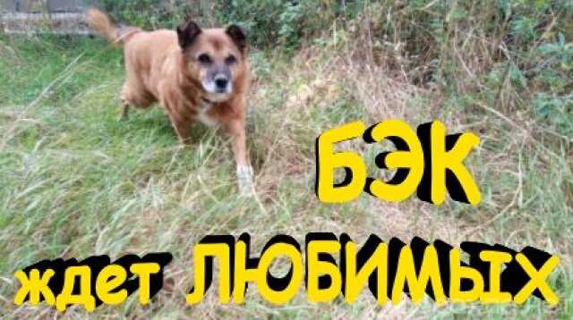 gostinica-dlia-melkix-zivotnyx-v-ceboksarax-predlozenie-uslugi-v-obieiavlenii-u27317420-na-baraxlanet-big-4