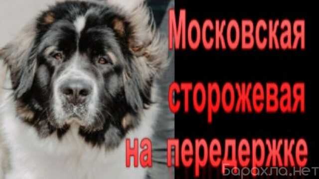 gostinica-dlia-melkix-zivotnyx-v-ceboksarax-predlozenie-uslugi-v-obieiavlenii-u27317420-na-baraxlanet-big-3