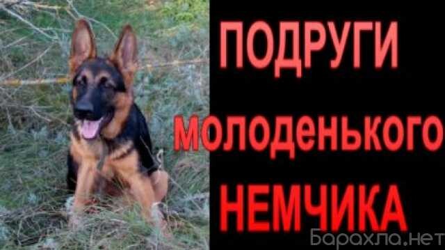 gostinica-dlia-melkix-zivotnyx-v-ceboksarax-predlozenie-uslugi-v-obieiavlenii-u27317420-na-baraxlanet-big-1