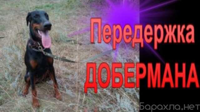 gostinica-dlia-melkix-zivotnyx-v-ceboksarax-predlozenie-uslugi-v-obieiavlenii-u27317420-na-baraxlanet-big-5