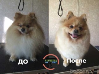 otdam-shhenka-v-dobrye-ruki-v-irkutske-predlozenie-uslugi-v-obieiavlenii-u27339163-na-baraxlanet