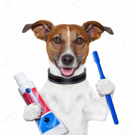 vyezd-veterinarnogo-vraca-na-dom-podrob-v-novokuznecke-predlozenie-uslugi-v-obieiavlenii-u27299452-na-baraxlanet-big-3