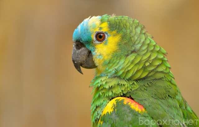 vyezd-veterinarnogo-vraca-na-dom-podrob-v-novokuznecke-predlozenie-uslugi-v-obieiavlenii-u27299452-na-baraxlanet-big-5