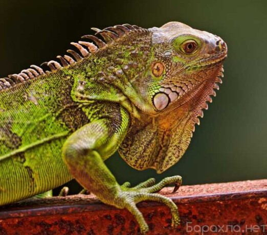 vyezd-veterinarnogo-vraca-na-dom-podrob-v-novokuznecke-predlozenie-uslugi-v-obieiavlenii-u27299452-na-baraxlanet-big-4
