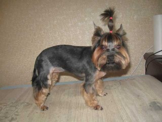 veterinarnyi-vrac-na-domu-v-stavropole-predlozenie-uslugi-v-obieiavlenii-u26737793-na-baraxlanet