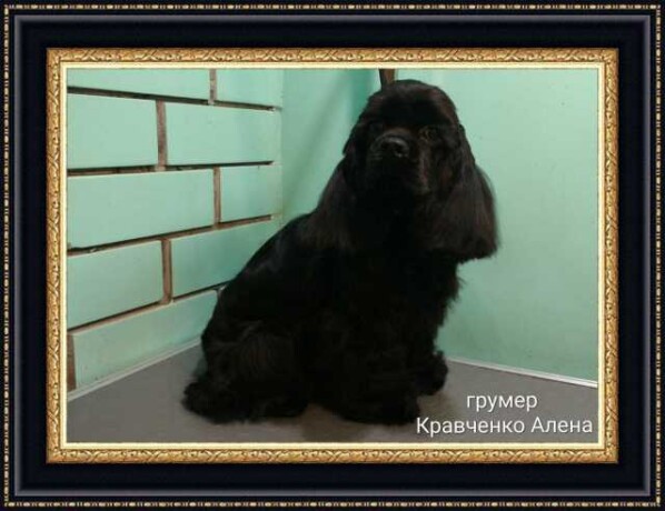 gruming-spanielia-v-tiumeni-predlozenie-uslugi-v-obieiavlenii-u25261907-na-baraxlanet-big-3
