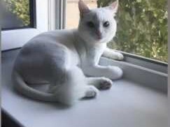 veterinarnaia-klinika-alfa-vet-v-samare-predlozenie-uslugi-v-obieiavlenii-u27080507-na-baraxlanet