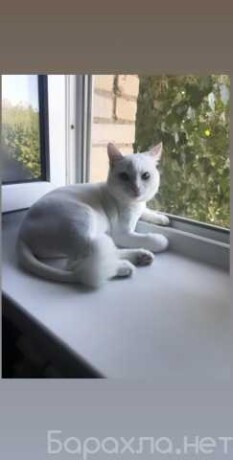 veterinarnaia-klinika-alfa-vet-v-samare-predlozenie-uslugi-v-obieiavlenii-u27080507-na-baraxlanet-big-0