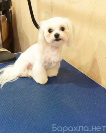 veterinarnaia-klinika-alfa-vet-v-samare-predlozenie-uslugi-v-obieiavlenii-u27080507-na-baraxlanet-big-5