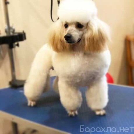 veterinarnaia-klinika-alfa-vet-v-samare-predlozenie-uslugi-v-obieiavlenii-u27080507-na-baraxlanet-big-4