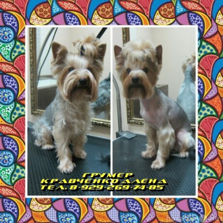 strizka-sobak-i-kosek-v-tiumeni-predlozenie-uslugi-v-obieiavlenii-u8304627-3856979-na-baraxlanet-big-5