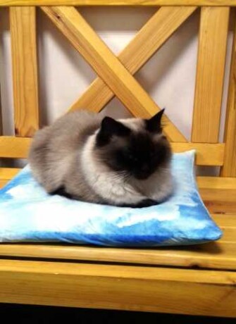 veterinarnye-uslugi-na-dom-v-nevinnomysske-predlozenie-uslugi-v-obieiavlenii-u26977095-na-baraxlanet-big-0
