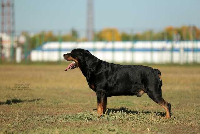 kobel-rotveiler-dlia-viazki-v-engelse-predlozenie-uslugi-v-obieiavlenii-u26367838-na-baraxlanet-big-4