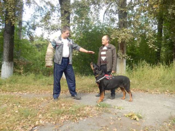 kotiata-v-dobrye-ruki-v-podolske-predlozenie-uslugi-v-obieiavlenii-u26742130-na-baraxlanet-big-5