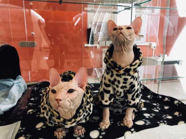 zoogostinica-bookingcat-v-podolske-predlozenie-uslugi-v-obieiavlenii-u26518077-na-baraxlanet-big-5