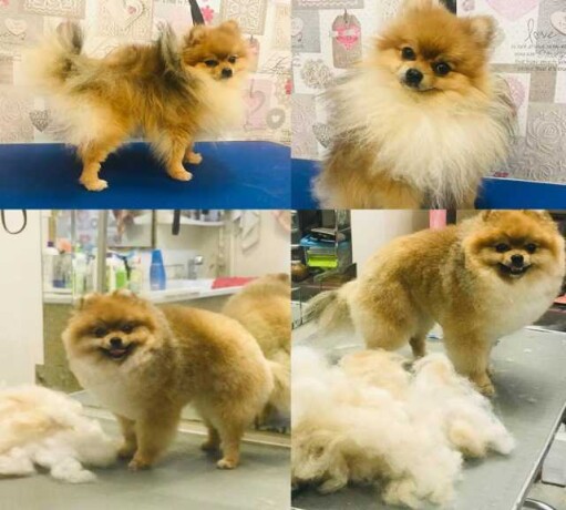 veterinarnyi-vraconlain-v-tveri-spros-na-uslugu-v-obieiavlenii-u26161947-na-baraxlanet-big-4