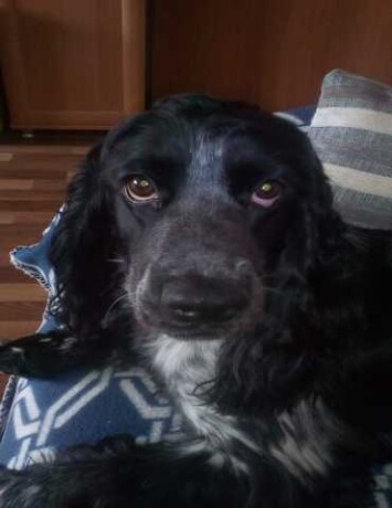 viazka-russkii-spaniel-malcik-v-volgograde-predlozenie-uslugi-v-obieiavlenii-u26141646-na-baraxlanet-big-3