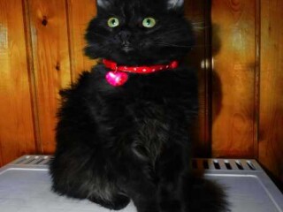 viazka-mops-v-tule-predlozenie-uslugi-v-obieiavlenii-u25989386-na-baraxlanet