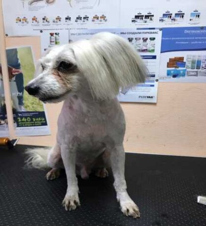 viazka-mops-v-tule-predlozenie-uslugi-v-obieiavlenii-u25989386-na-baraxlanet-big-4