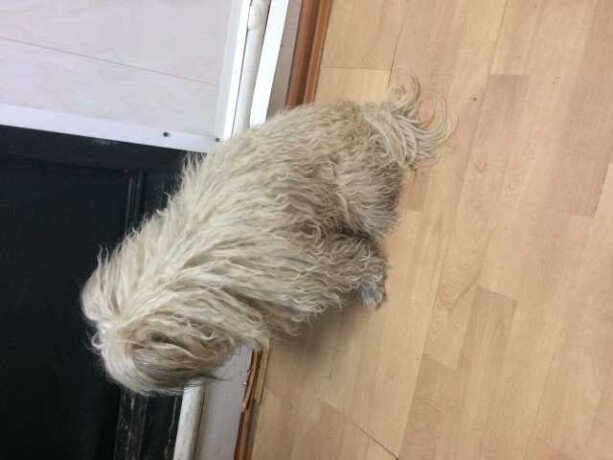 viazka-mops-v-tule-predlozenie-uslugi-v-obieiavlenii-u25989386-na-baraxlanet-big-3