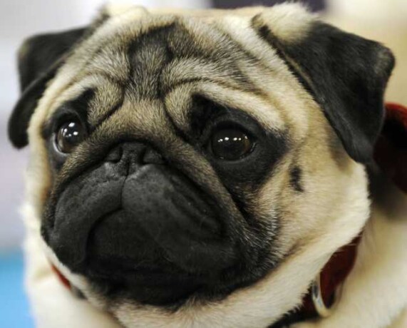 viazka-mops-v-tule-predlozenie-uslugi-v-obieiavlenii-u25989386-na-baraxlanet-big-2