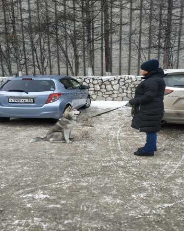 strizka-sobak-i-kosek-v-novom-domodedovo-predlozenie-uslugi-v-obieiavlenii-u26035546-na-baraxlanet-big-3