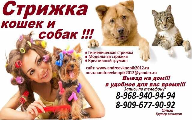 gruming-zivotnyxstrizka-kosek-i-sobak-v-balasixe-predlozenie-uslugi-v-obieiavlenii-u25936541-na-baraxlanet-big-2