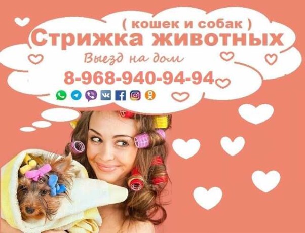 gruming-zivotnyxstrizka-kosek-i-sobak-v-balasixe-predlozenie-uslugi-v-obieiavlenii-u25936541-na-baraxlanet-big-3