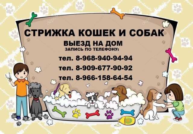 gruming-zivotnyxstrizka-kosek-i-sobak-v-balasixe-predlozenie-uslugi-v-obieiavlenii-u25936541-na-baraxlanet-big-4