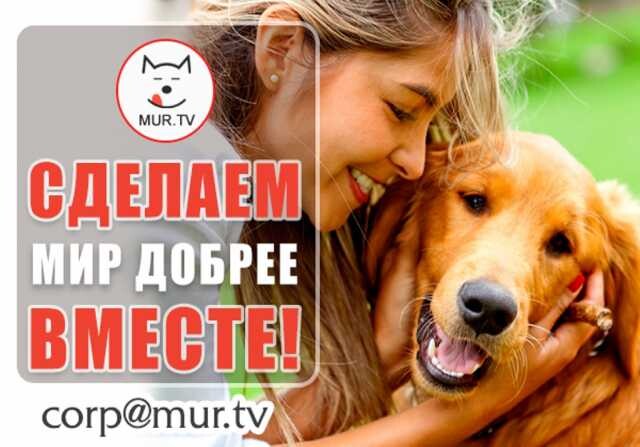 podderzka-informacionnaia-zivotnym-vasim-v-podolske-predlozenie-uslugi-v-obieiavlenii-u25750433-na-baraxlanet-big-2