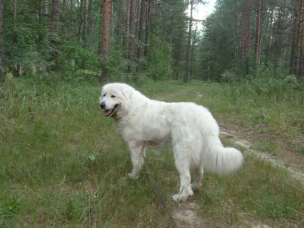 dressirovka-sobak-v-engelse-predlozenie-uslugi-v-obieiavlenii-u25733528-na-baraxlanet-big-3