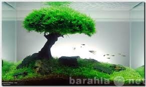 akvariumy-v-moskve-predlozenie-uslugi-v-obieiavlenii-u4973959-2511369-na-baraxlanet-big-2