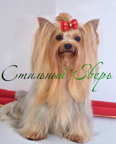 zoosalon-stilnyi-zver-v-tveri-predlozenie-uslugi-v-obieiavlenii-u22296698-na-baraxlanet-big-3