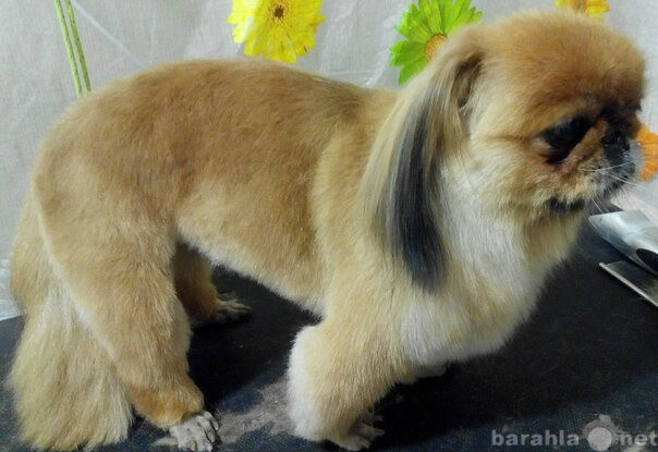 viazka-kobel-labrador-v-tiumeni-predlozenie-uslugi-v-obieiavlenii-u25689951-na-baraxlanet-big-4