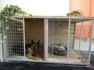 veterinarnye-uslugi-v-niznem-tagile-predlozenie-uslugi-v-obieiavlenii-u25499106-na-baraxlanet