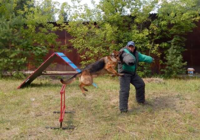 veterinarnye-uslugi-v-niznem-tagile-predlozenie-uslugi-v-obieiavlenii-u7699395-3704484-na-baraxlanet-big-1