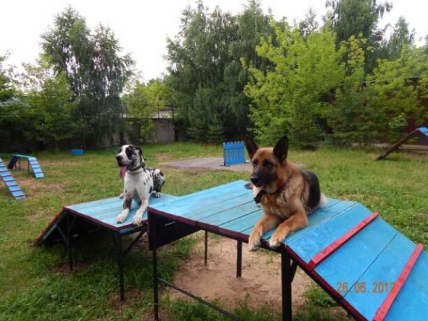veterinarnye-uslugi-v-niznem-tagile-predlozenie-uslugi-v-obieiavlenii-u7699395-3704484-na-baraxlanet-big-3